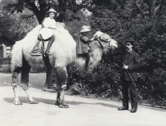 Egy arab teve, Keeperrel, akit két gyerek lovagol, egy lány a púpján és egy fiatalabb gyermek a nyakán, Londoni Állatkert, 1914. május